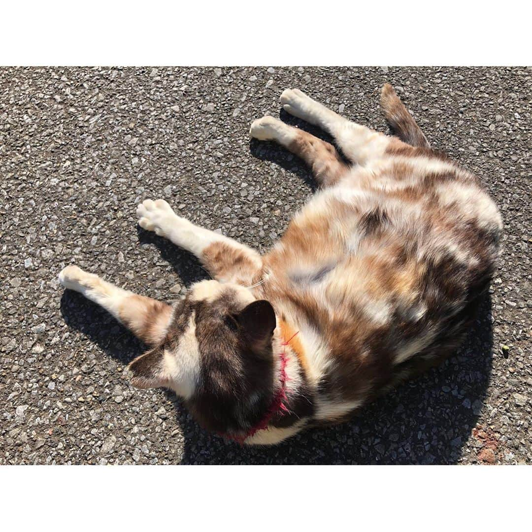 高橋和美さんのインスタグラム写真 - (高橋和美Instagram)「. 猫まみれ🐈🐾 #猫#フジ#catstagram」5月14日 22時35分 - iam_____k_____