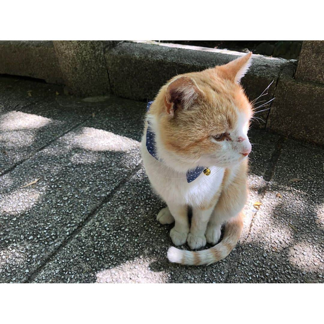 高橋和美さんのインスタグラム写真 - (高橋和美Instagram)「. 猫まみれ🐈🐾 #猫#フジ#catstagram」5月14日 22時35分 - iam_____k_____