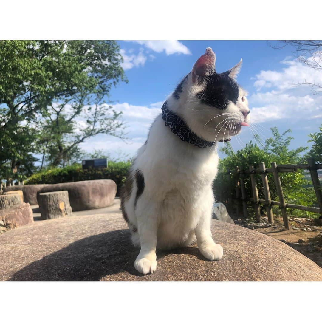 高橋和美さんのインスタグラム写真 - (高橋和美Instagram)「. 猫まみれ🐈🐾 #猫#フジ#catstagram」5月14日 22時35分 - iam_____k_____