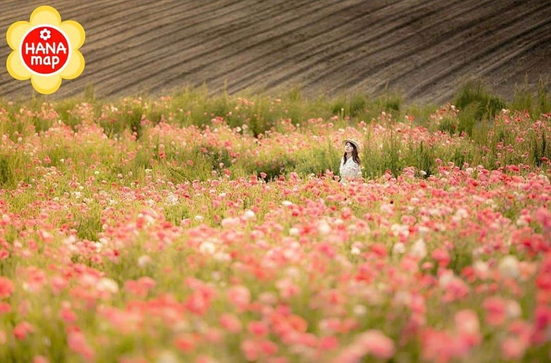 はなまっぷ❁日本の花風景さんのインスタグラム写真 - (はなまっぷ❁日本の花風景Instagram)「🌸はなまっぷ🌸 * @kaz_take11 さんの 花のある風景に花まるを💮 * あたたかい夕陽に包まれたロマンチックなポピー畑をありがとうございます😊🌸 * * 愛知  #愛知牧場 Aichi Farm, Aichi Pref. * 🌼ポピーの花言葉📝🌼 いたわり、眠り * 🌸•••🌸•••🌸•••🌸•••🌸•••🌸 * いつも素敵なお花をありがとうございます😊 日本の花のある風景にタグ付けしてください🌸 お花があれば何でもOKです💓 #はなまっぷ * #日本の美しい花風景#花のある風景#花#花言葉#花畑#ポピー」5月14日 22時36分 - hanamap