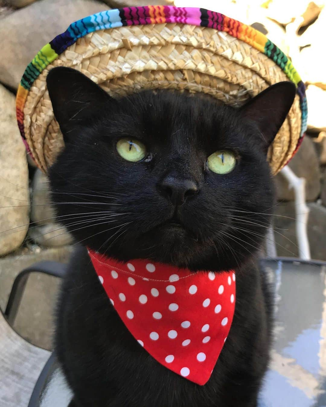 セルジオさんのインスタグラム写真 - (セルジオInstagram)「I wrote a song... It’s called “fish tacos with a side of chips” #feedme 🌮🐟 . . #fishtacos #getinmybelly #sweetbean #beanie #ole #tacotuesday #catinahat #sombrero #cutecatclub #happytacotuesday #blackcatsofinstagram #igcats #igkitty #catslife #blackcats #catsofinsta #catsofig #rescuecat #myfurbaby #bandanastyle #catstercats #boop #boopmynose #handsomecat #petco #ellenratemycat #hungrycat #hungrykitty #omnom」5月14日 22時47分 - monkandbean