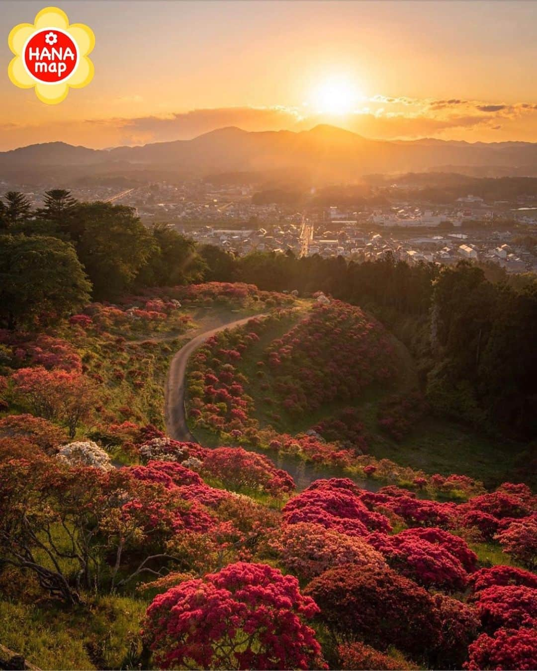 はなまっぷ❁日本の花風景のインスタグラム