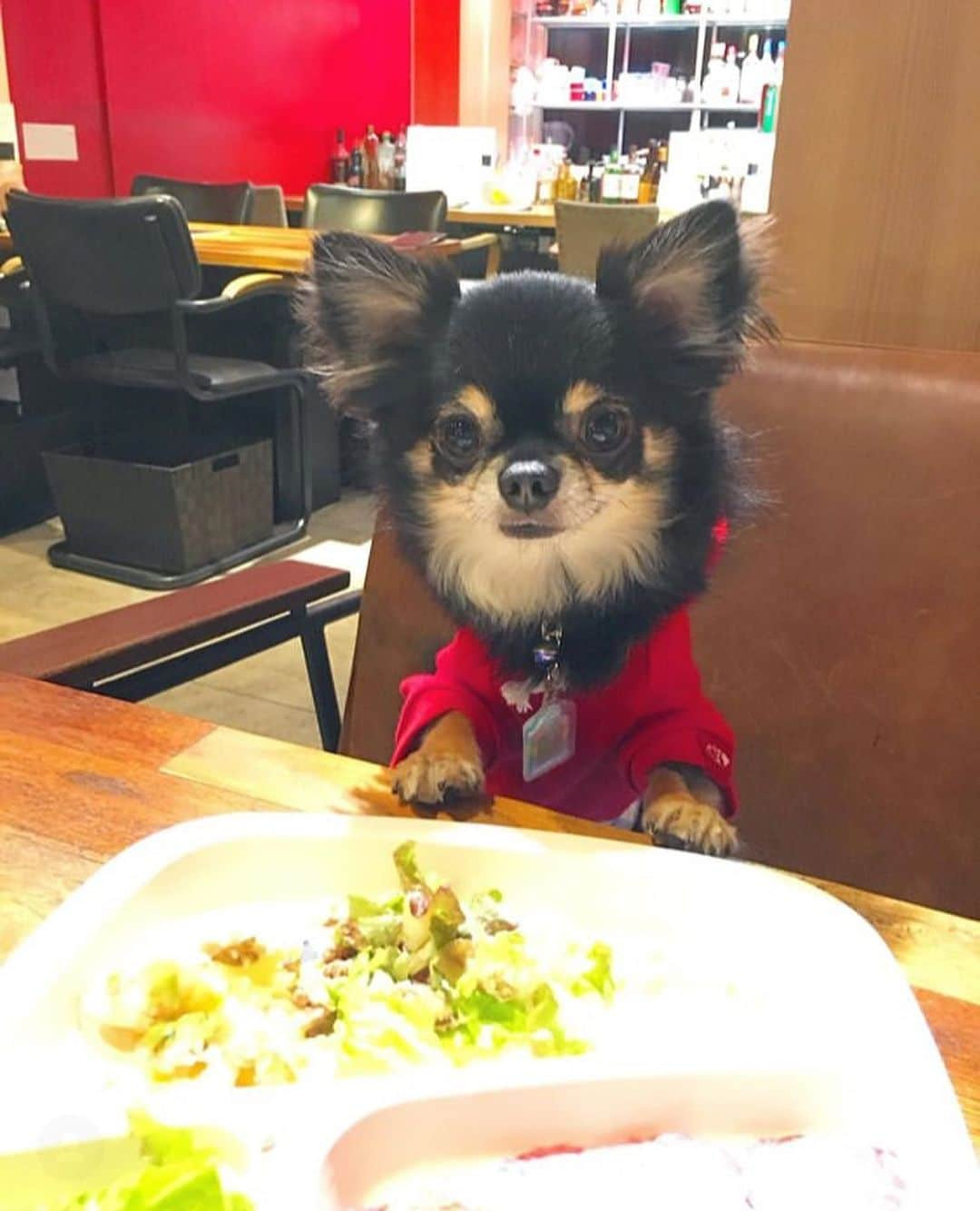 中倉隆道さんのインスタグラム写真 - (中倉隆道Instagram)「. 親子揃って食欲旺盛♬🐶😋🍖 . ガッつき具合ハンパない！w 白目ひん剥くほどウマウマなんだね😆 . ワンコのお肉が一番贅沢🤣 パパにもちょっとちょーだい😋🙏 . #焼肉 #ワンコ #チワワ #愛犬」5月14日 22時50分 - ryudo.tokyo