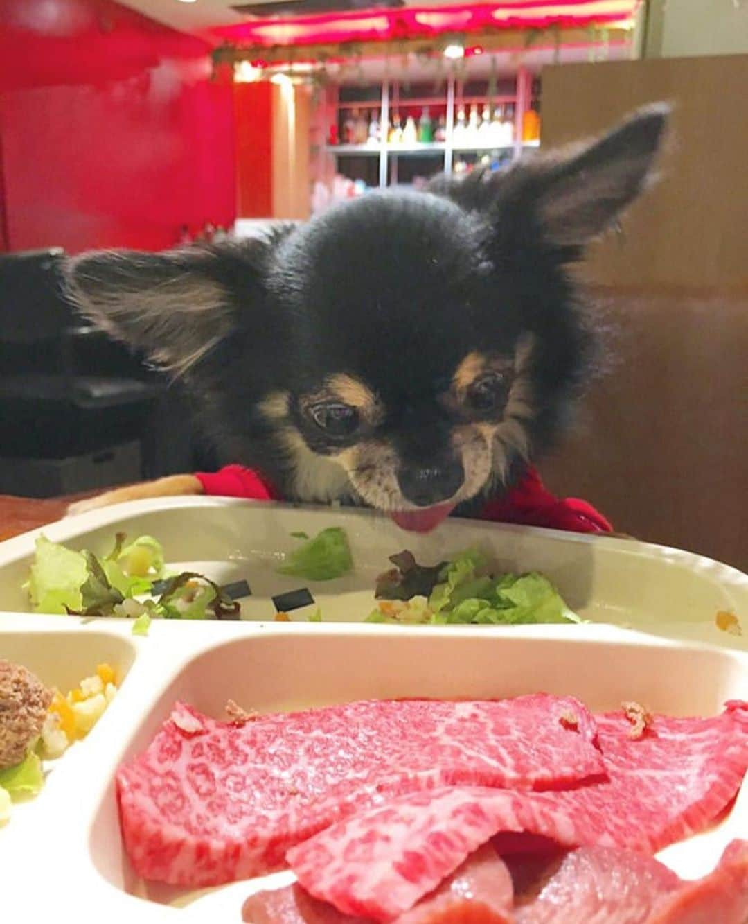 中倉隆道さんのインスタグラム写真 - (中倉隆道Instagram)「. 親子揃って食欲旺盛♬🐶😋🍖 . ガッつき具合ハンパない！w 白目ひん剥くほどウマウマなんだね😆 . ワンコのお肉が一番贅沢🤣 パパにもちょっとちょーだい😋🙏 . #焼肉 #ワンコ #チワワ #愛犬」5月14日 22時50分 - ryudo.tokyo