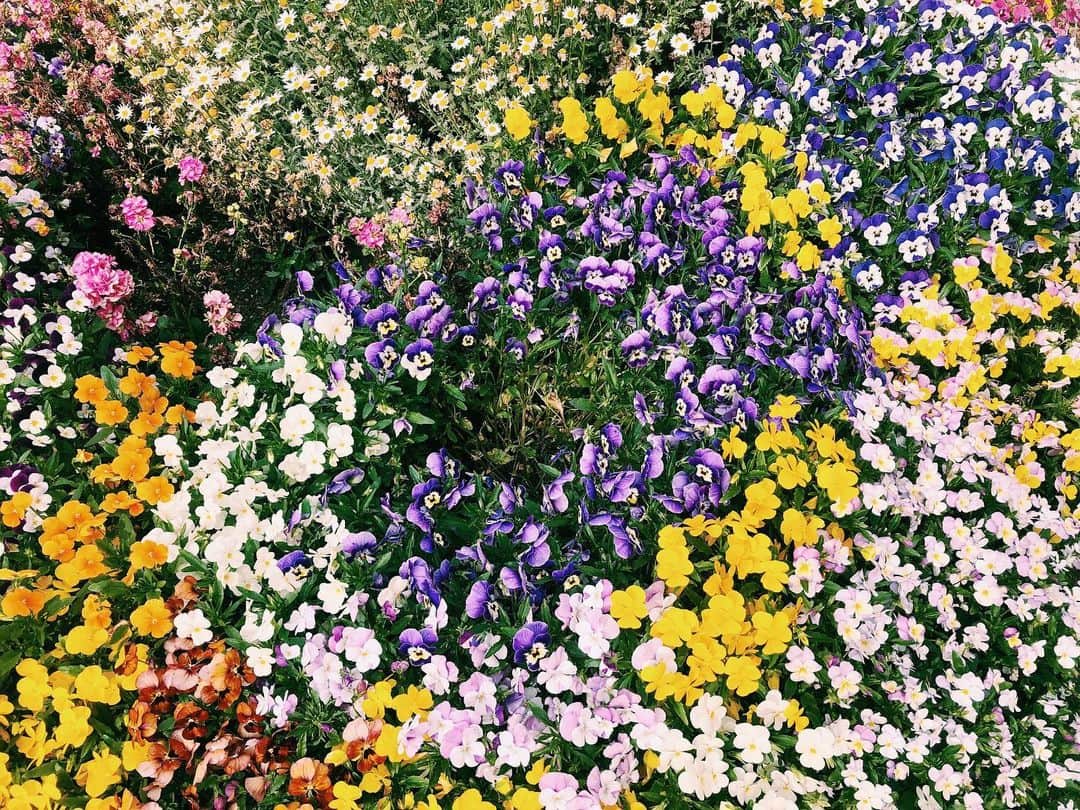 南波志帆さんのインスタグラム写真 - (南波志帆Instagram)「この季節は植物が瑞々しくて、綺麗で、ハッとします。お散歩がたのしい時期〜 #💐」5月14日 23時15分 - nanbashiho