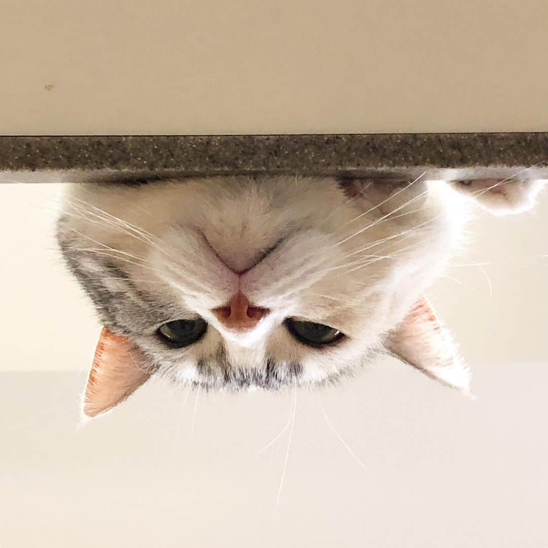 ホタテ＆クラム＆シラスのインスタグラム：「のぞきこみ #cat #neko #ScottishFold #猫 #ねこ #スコティッシュフォールド #catstagram #instagram #instagramjapan #ig_japan #igersjp」