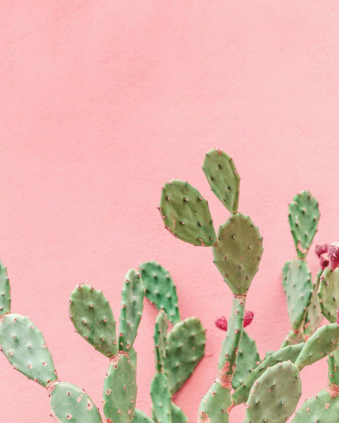 リリー＝ローズ・メロディのインスタグラム：「Probably one of my fav colors and textures capture 💗🌵 #colorsandtextures」