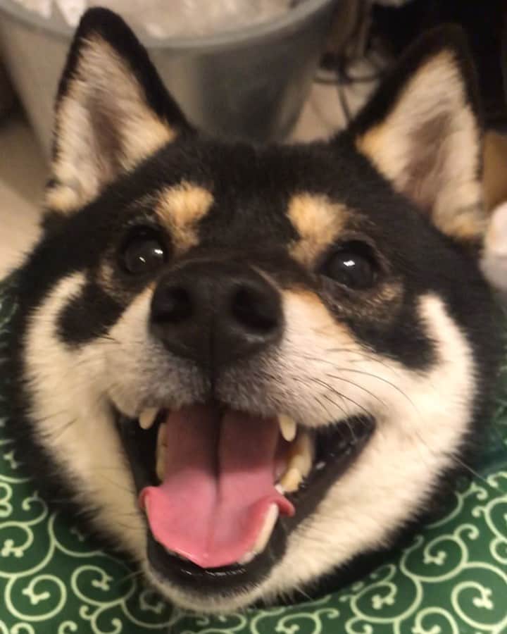 まめ丸のインスタグラム：「* * 背中のおできを撮りたいママと おできを撮られたくないぼくの戦い🐶❣️ * I have got a boil on my back🐶💦 （So I am using E-collar.） * #笑ってごまかすさくせん #だってはずかしいんだもん #背中穴あいてるし * エリカラはハイライトの #楽天roomに載せてます 🐶🍀 #柴犬#豆柴#柴#黒柴#犬#ふわもこ部#shiba#shibainu#shibastagram#shibadog#puppy#instadog#dogstagram#dog#mameshiba#instashiba#petstagram#pet#cute#cutedog#강아지#멍스타그램#doglover#worldofcutepets#roomインフルエンサー」