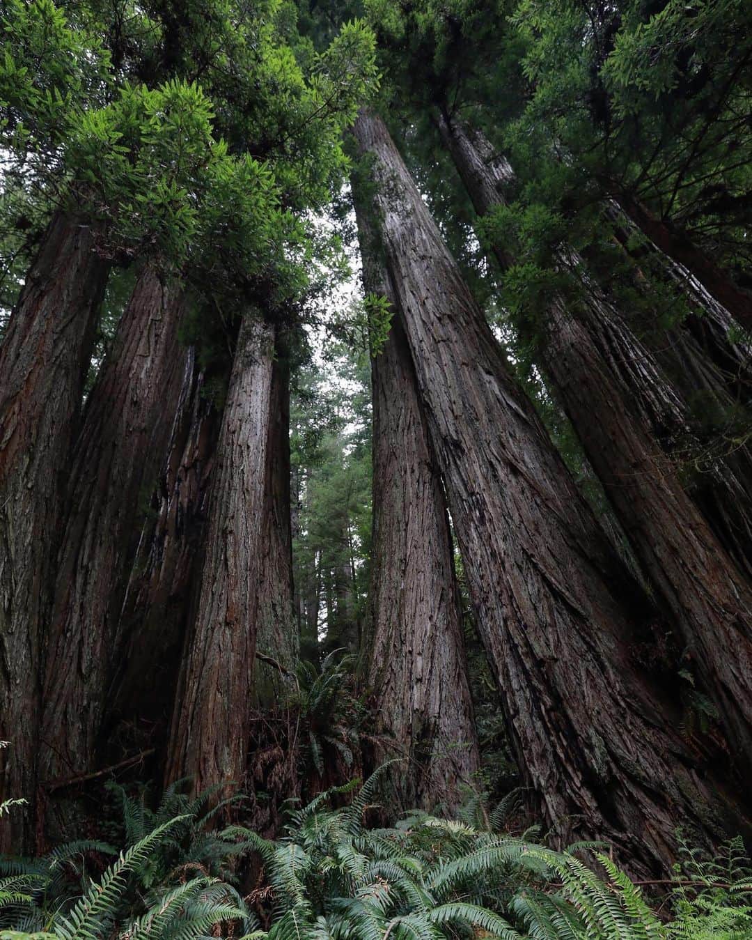 CANON USAさんのインスタグラム写真 - (CANON USAInstagram)「"Came upon this family of redwoods at Redwood National Park this weekend." #MyCanonStory  Photo Credit: @Diegopanasiti Camera: #Canon EOS 5D Mark IV Lens: EF 16-35mm f/4L IS USM Aperture: f/4 ISO: 640 Shutter Speed: 1/100 sec Focal Length: 16mm」5月15日 0時33分 - canonusa