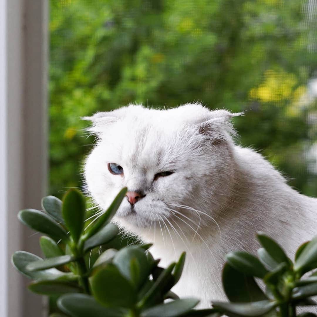 CatStockerのインスタグラム：「Hello! #catstocker is here!  Follow our FURRriend @oliverfold  Scroll right for more pictures 👉 . . . . .  #cat #neko #mačka #chat #kočka #котка #kotek #kot #кіт #mače #кошка #кот #katze #gato #gatto  #子猫 #kattunge #猫 #고양이 #貓 #kedi #köttur #kissanpentu #חתול #кішка #고양이새끼 #chaton #kitty #cats」