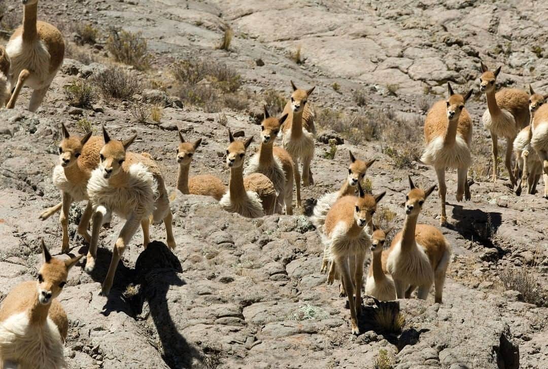 LVMHさんのインスタグラム写真 - (LVMHInstagram)「Loro Piana stands for Biodiversity @loropianaofficial acts for the protection of the vicuña, a small camelid that lives in the Andes and is the source of a precious treasure: it produces the rarest and very finest fiber in the world. Thanks to a partnership initiated by Loro Piana in 1984, the future of this endangered species has been safeguarded. _ #LoroPiana #Biodiversity #Vicuna #Environment #LVMH」5月15日 0時45分 - lvmh