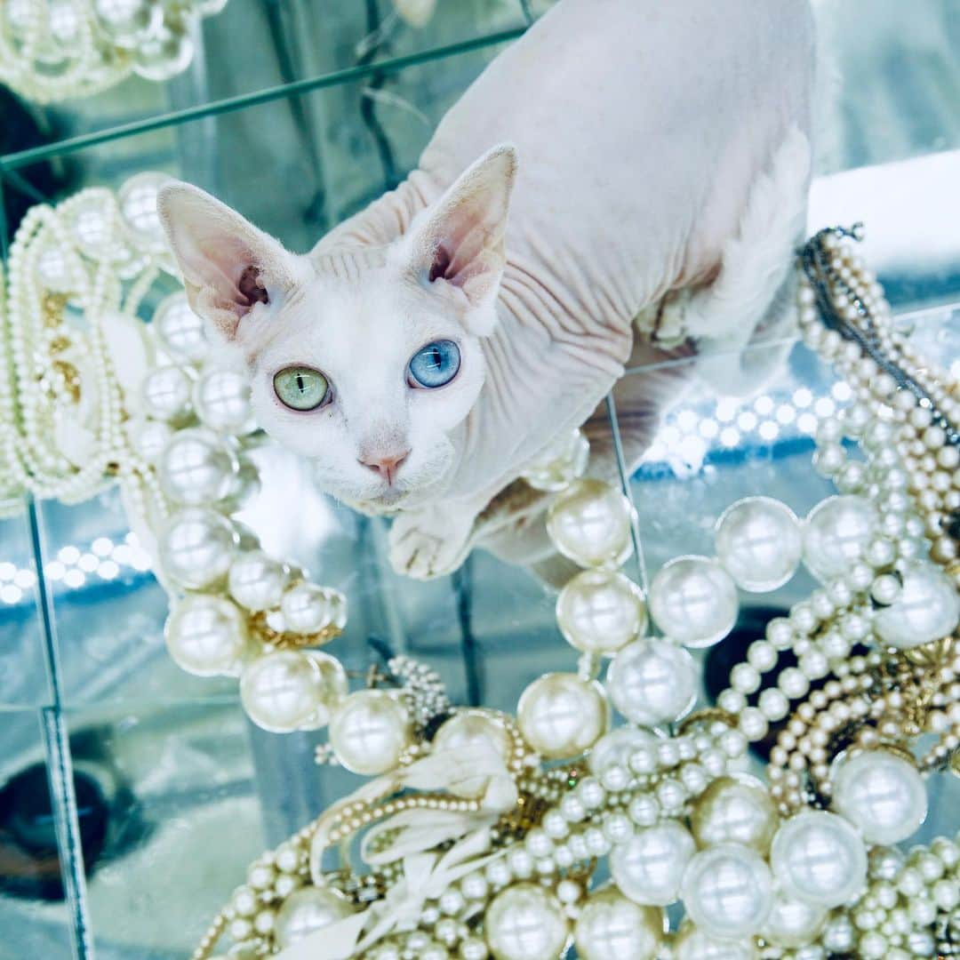 B. Akerlundさんのインスタグラム写真 - (B. AkerlundInstagram)「@felida_beezelbub prefers #pearls ..... #sphynx #cat #catsofinstagram #felidabeezelbub」5月15日 0時45分 - bcompleted