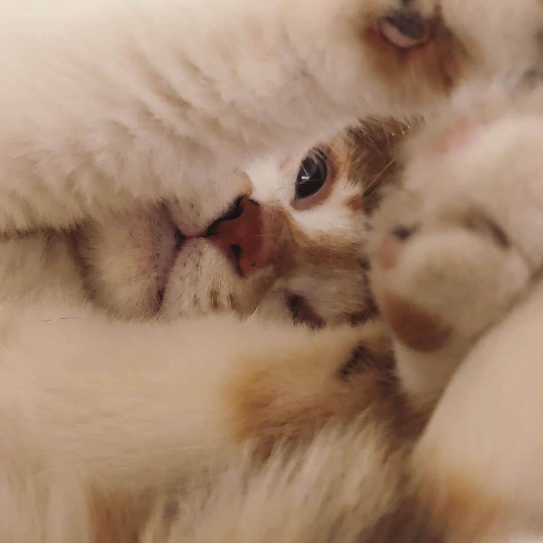山田稔明さんのインスタグラム写真 - (山田稔明Instagram)「おやチミなさい #ポチ実 #三毛猫」5月15日 0時44分 - toshiakiyamada