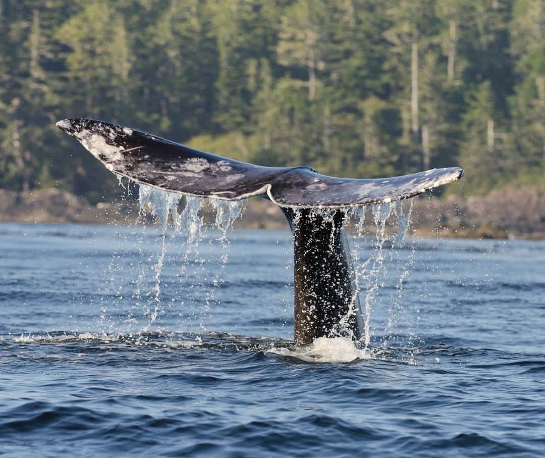 National Geographic Travelさんのインスタグラム写真 - (National Geographic TravelInstagram)「Photo by @bertiegregory | A Gray whale lifts its tail flukes to dive in the shallow waters off the west coast of Vancouver Island, British Columbia, Canada. Gray whales breed in the warm tropical warmers off the coast of Mexico. They then migrate north to richer waters to feed. Although the individual pictured decided to spend its feeding season off the coast of British Columbia, some Grays head all the way up to Alaska on one of the longest mammal migrations on the planet. Follow @bertiegregory for more wildlife adventures! #britishcolumbia #photography #wildlife #coast #whale」5月15日 0時52分 - natgeotravel