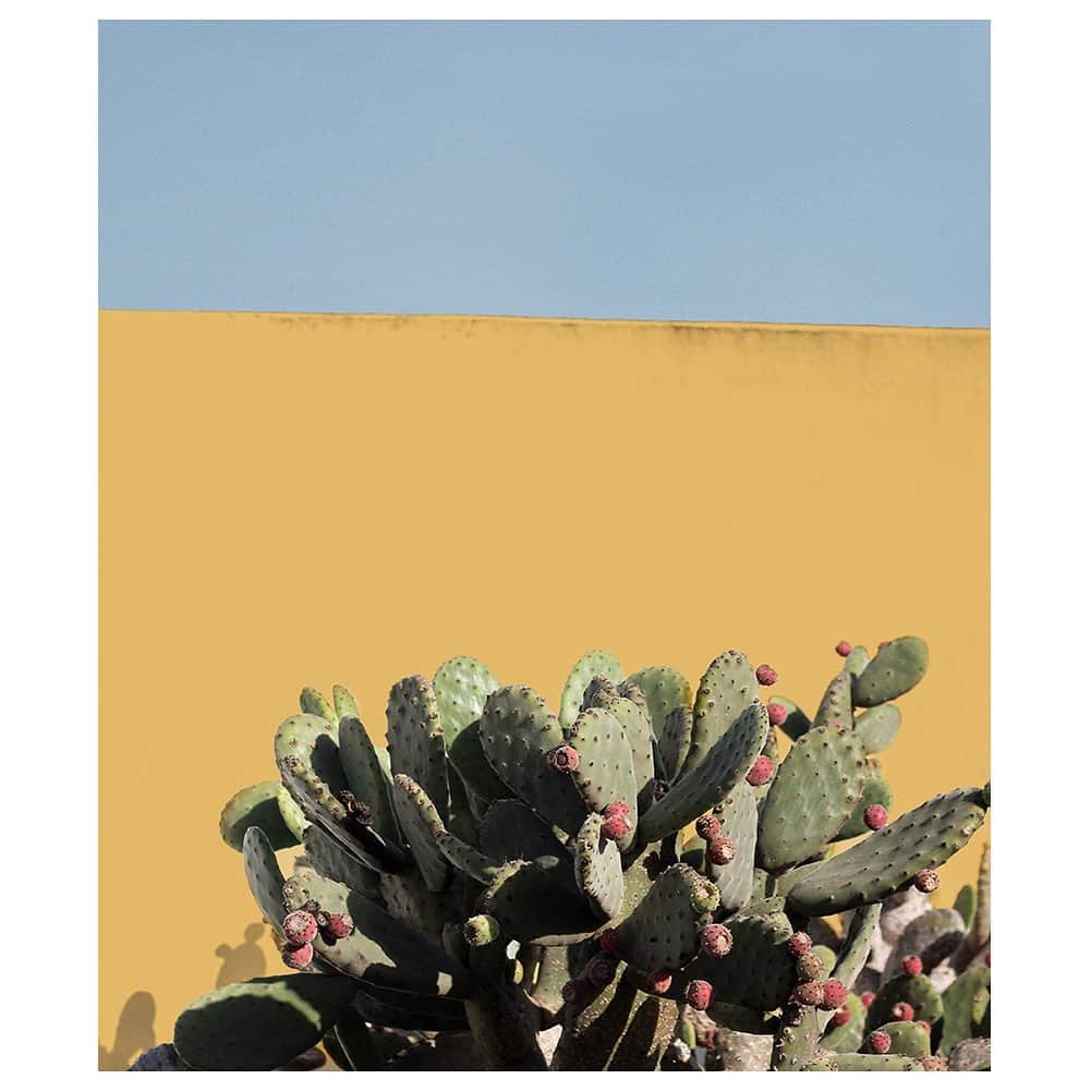 バネッサ・ブリューノさんのインスタグラム写真 - (バネッサ・ブリューノInstagram)「Envie de vacances au soleil🌵 . . . #vanessabruno #inspiration #ss19 #cactus #lanzarote」5月15日 1時06分 - vanessabruno