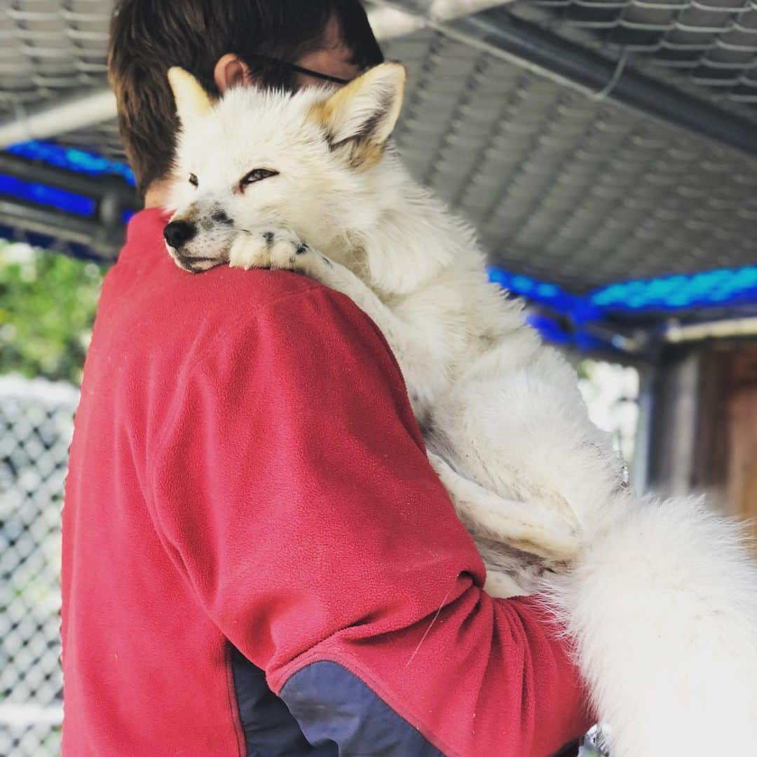 Rylaiさんのインスタグラム写真 - (RylaiInstagram)「No matter where you are... know that we are always here if you need a hug!! . #Maksa is an excellent hugger and great at listening.... #sheishereforyou #animaltherapy #animaltherapist . #helpingcanidsbyhealinghumans #jabcecc #lovefoxes#foxtherapy #foxesofinstagram #canid #conservation #savethebabies #siberiancupcakes #russiangirlsgram #russiandomesticatedfoxes #russiandomesticatedfox #foxes #foxy #foxylady #georgianwhite #georgianred #belyaev #sandiego #socal #foxencounters #animalencounters」5月15日 1時08分 - jabcecc