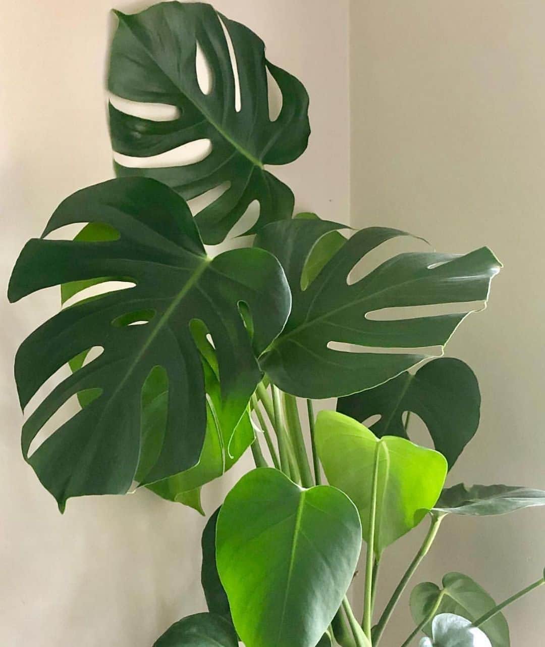 The Louunのインスタグラム：「Live #monstera #plants Shop now: www.etsy.com/Shop/plantroomla」