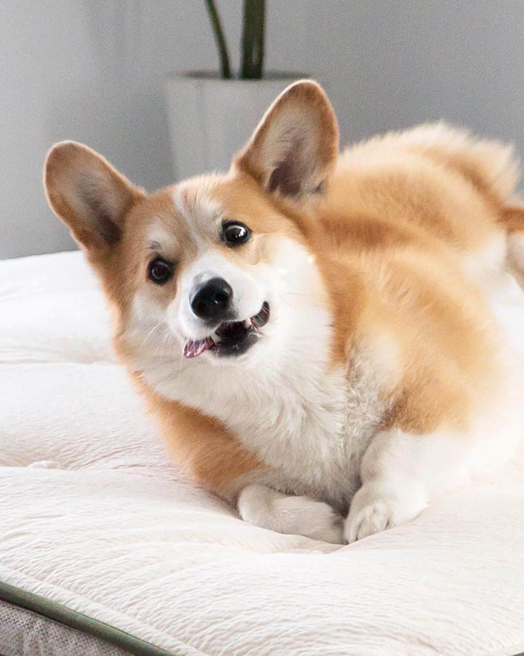 Geordi La Corgiさんのインスタグラム写真 - (Geordi La CorgiInstagram)「Geordi rates our new bed a solid 💯⁣⁣ ⁣⁣ We're in love with our new @avocadomattress and gorgeous reclaimed wood bedframe! Made from 100% natural & organic materials, #avocadomattress is good for the environment AND incredibly comfy. Corgi-approved! 🙌👍 #sponsor」5月15日 1時42分 - lacorgi