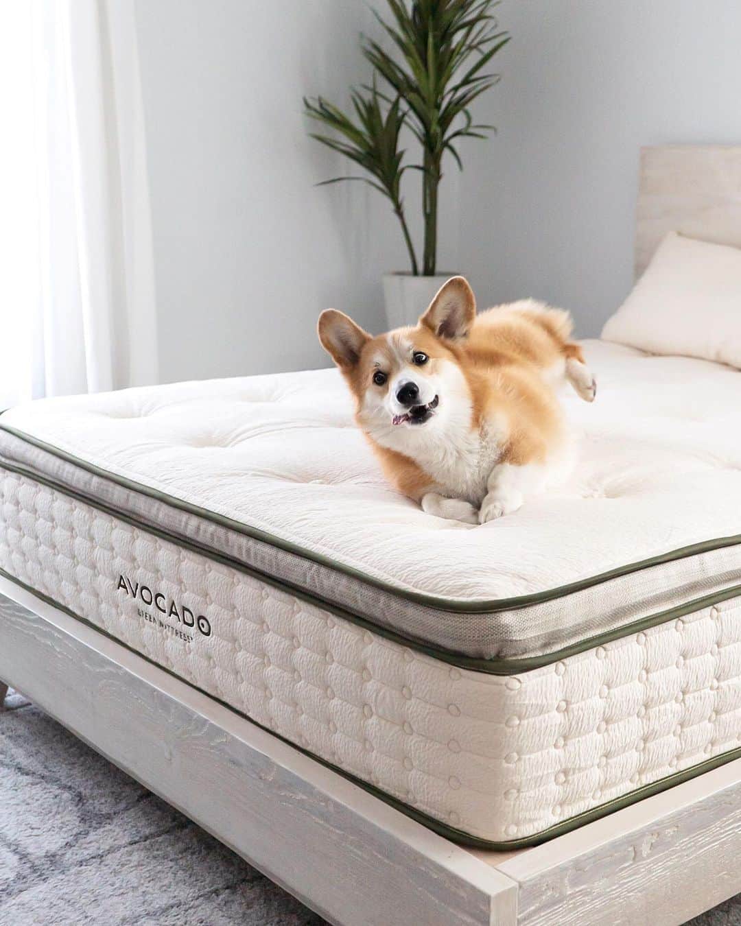 Geordi La Corgiさんのインスタグラム写真 - (Geordi La CorgiInstagram)「Geordi rates our new bed a solid 💯⁣⁣ ⁣⁣ We're in love with our new @avocadomattress and gorgeous reclaimed wood bedframe! Made from 100% natural & organic materials, #avocadomattress is good for the environment AND incredibly comfy. Corgi-approved! 🙌👍 #sponsor」5月15日 1時42分 - lacorgi
