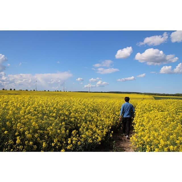 山田真以さんのインスタグラム写真 - (山田真以Instagram)「ポーランドとドイツの境界線にこんなに素敵な春の景色が広がっていました💐 Spring is coming:) Such a beautiful view✨ #ポーランド#ドイツ#菜の花#春#風車#青空#海外生活#景色#poland#germany#spring#view#life#flowers#yellow#blue#bluesky#windmill」5月15日 1時45分 - maaai.yamada