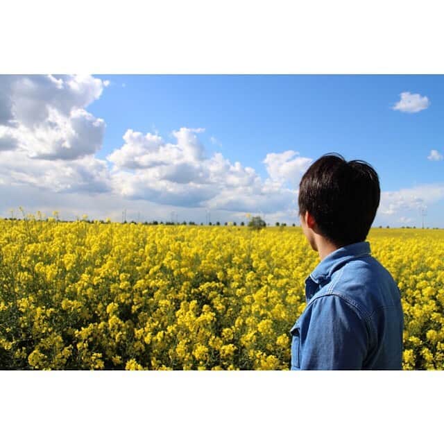 山田真以さんのインスタグラム写真 - (山田真以Instagram)「ポーランドとドイツの境界線にこんなに素敵な春の景色が広がっていました💐 Spring is coming:) Such a beautiful view✨ #ポーランド#ドイツ#菜の花#春#風車#青空#海外生活#景色#poland#germany#spring#view#life#flowers#yellow#blue#bluesky#windmill」5月15日 1時45分 - maaai.yamada