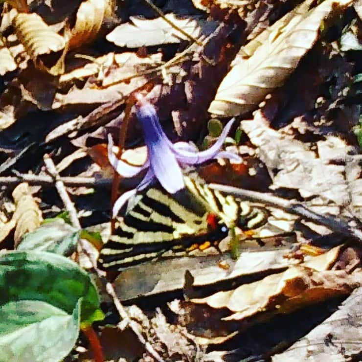 白馬岩岳スノーフィールドさんのインスタグラム写真 - (白馬岩岳スノーフィールドInstagram)「こんにちは🌞 昨日の雨でみずみずしい若葉が葉を広げ緑がとてもキレイな景色です🌱 ねずこの森の中も緑が増し色あざやかな緑をご覧いただけます。 オオカメノキの白い花やショウジョバカマが咲き出しました♪ 終わりに近づいていますがまだまだ可憐に咲くカタクリの花もご覧いただけます♪ また、まるで森の中を案内してくれているかのようにギフチョウもたくさん飛んでいますよ♪  ぜひこの機会に新緑の季節を迎えた白馬岩岳マウンテンリゾートへお越しください🌳  #白馬岩岳マウンテンリゾート  #白馬マウンテンハーバー  #hakubamountainharbor  #thecitybakery  #白馬岩岳mtbパーク  #ねずこの森  #新緑 #ギフチョウ」5月15日 12時40分 - hakuba_iwatake