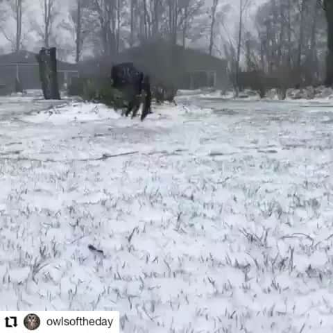 のインスタグラム：「Always loved owls had a #greathornedowl that lived in our backyard tree for a while when I was a kid it was the most neato thing ever 🦉🦉🦉🦉🦉 #Repost @owlsoftheday • • • • • • 😄😄😄 Follow 👉 @owlsoftheday for more From @axelavram Tag someone that should see this 👇」