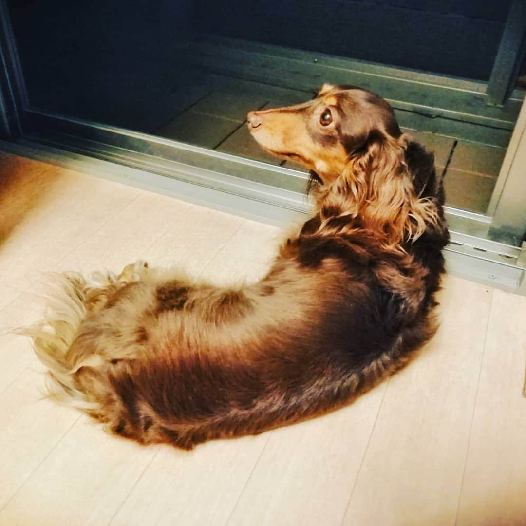 ななこさんのインスタグラム写真 - (ななこInstagram)「昨夜のnanacoさん🌜 夜風にあたる🌬️ ※ ※ #犬 #愛犬 #ダックス #カニンヘン　 #dog #dachshund #dogstagram  #doxie #instadog #instadachshund  #petstagram #dachshundsofinstagram」5月15日 11時56分 - nanaco_dachs