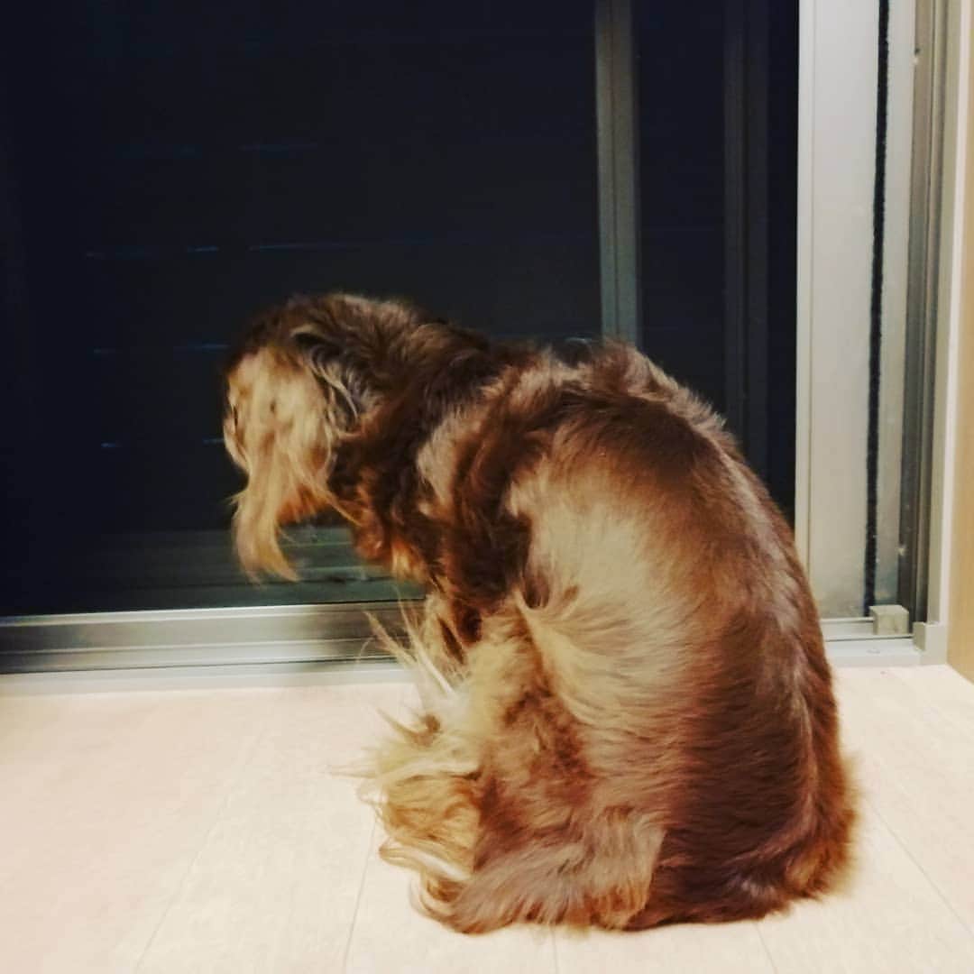 ななこさんのインスタグラム写真 - (ななこInstagram)「昨夜のnanacoさん🌜 夜風にあたる🌬️ ※ ※ #犬 #愛犬 #ダックス #カニンヘン　 #dog #dachshund #dogstagram  #doxie #instadog #instadachshund  #petstagram #dachshundsofinstagram」5月15日 11時56分 - nanaco_dachs