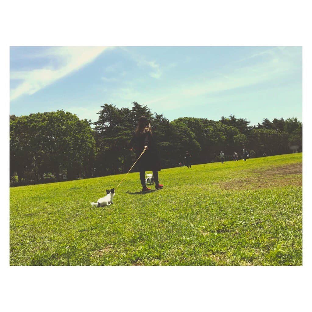 大塚愛さんのインスタグラム写真 - (大塚愛Instagram)「さんぽ。  AIO　#dog #犬 #散歩  #口笛 #は #なぜ #遠く #まで #聞こえるの #教えて #おじいさん」5月15日 12時06分 - aiotsuka_official