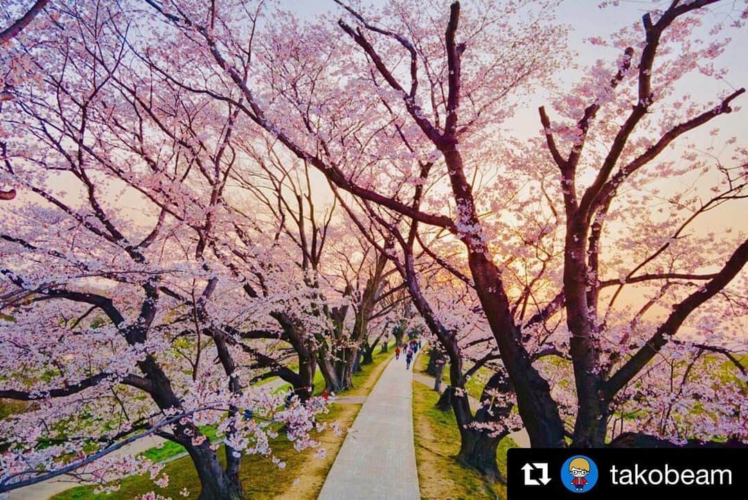 Bi Rod by Lumica.さんのインスタグラム写真 - (Bi Rod by Lumica.Instagram)「#Repost @takobeam with @get_repost ・・・ 朝日を浴びる背割堤の桜並木🌸 Cherry Blossoms in Sewaritei ・ 早朝の日の出すぐ ・ #ap_japan_  #桜 #さくら#japan_daytime_view #lovers_nippon #instagood #japan #背割堤 #背割堤さくらまつり #4月7日 #はなまっぶ #ritrip_nippon #ritrip_news #sony #rx0 #birod #ハイアングル #art_of_japan_ #はなまっぷ桜2019」5月15日 12時07分 - birod_photo