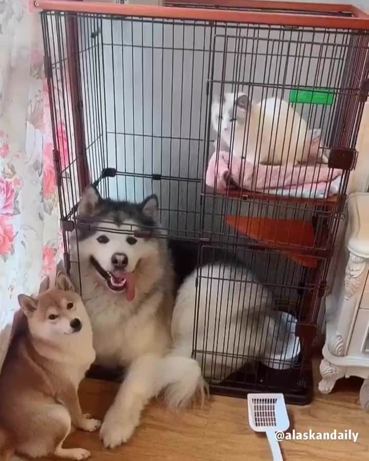 husky and malamuteのインスタグラム：「The three are the happiest when they are together.😛😍🥰 follow @alaskandaily （Twitter：alaskandaily）for more cute pic and video.😜 ……………………………………………………………… Each video was approved by the original author. But  don't have a Instagram account. We are first one post those video. So watermark credit @alaskandaily ……………………………………………………………… #alaskan#malamute#alaskanmalamute#alaskanhusky#malamutesofinstagram#puppylife#puppylove#puppydog#puppylover#dogdays#malamutepuppy#huskies#huskeypuppy#huskeiesreq#siberian#huskeiesofig#dogslife#dogsofnyc#cutedog#cutedogs#huskeypics#huskeylovers#huskygram#huskeylove#huskiesofinstagram#dogsofnyc#husky#狗」