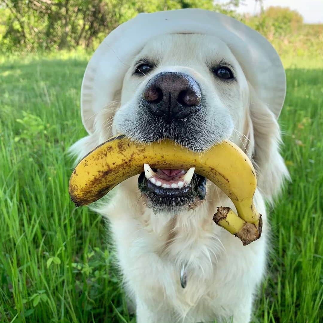 P太郎ママさんのインスタグラム写真 - (P太郎ママInstagram)「バナナ🍌は、オヤツに含まれますか？ #goldenretriever  #ゴールデンレトリバー  @dorett0921 しめじちゃんママさんから、 スマイルバトンをもろたん。 飛び切りの笑顔を！ て考えたすえ、 やっぱ美味しい顔がいーんじゃない？と。 バナナ持って春の遠足←いつもの散歩やけど しかーーーし！ 笑わんやないかーーい！」5月15日 12時28分 - ptarodada