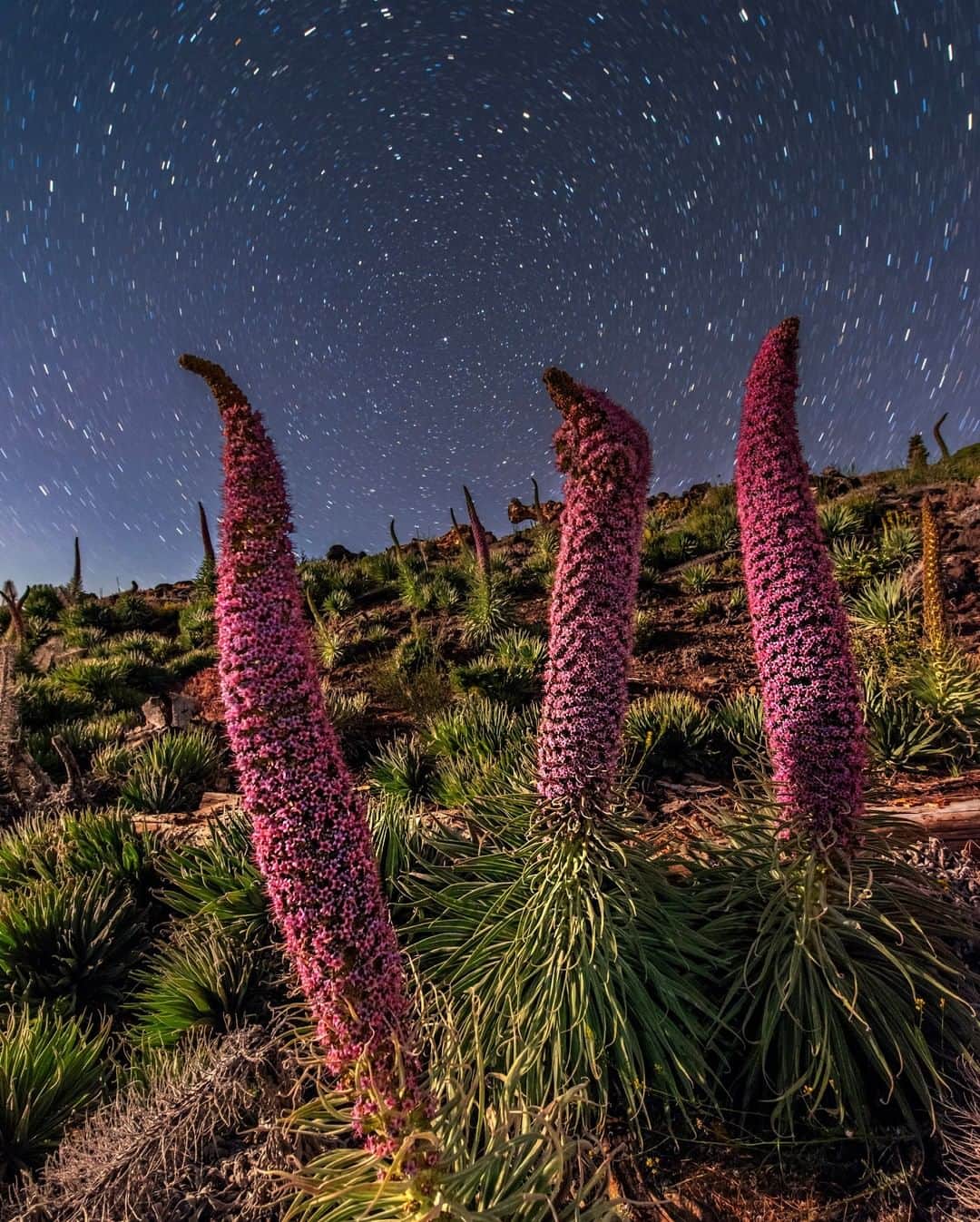 ナショナルジオグラフィックさんのインスタグラム写真 - (ナショナルジオグラフィックInstagram)「Photo by Babak Tafreshi @babaktafreshi | On this moonlit-night at an elevation of 2,000 meters (6,000 ft) on La Palma, in the Canary Islands, I felt like I walked into a science fiction scene. These giant flowers, when in full bloom, look like nothing else on Earth. They are "Echium wildpretii," known as tajinaste in Spanish. About one to three meters tall, the plant was nearly extinct a few decades ago on this island from intrusions by both  rabbits and humans, but now they're preserved and growing in number. The same plant on the neighboring island of Tenerife turns red instead of pink. I will return to this wonderland in late May. Explore more @babaktafreshi. #echium #nightphotography #canaryislands」5月15日 12時34分 - natgeo