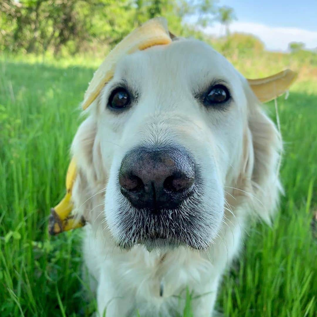 P太郎ママさんのインスタグラム写真 - (P太郎ママInstagram)「美味しゅうございました。 #goldenretriever  #ゴールデンレトリバー  バナナ🍌丸ごと1本食べたのに！ 笑顔なし！ おい！ バナナ返せーーー。 ←バナナごときで大騒ぎかよ…」5月15日 12時31分 - ptarodada