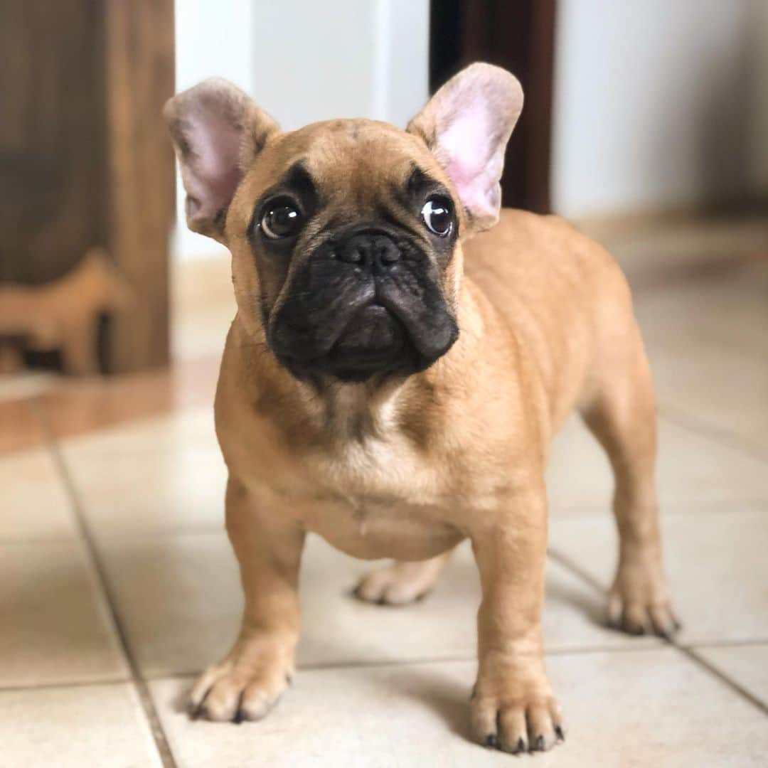 Regeneratti&Oliveira Kennelさんのインスタグラム写真 - (Regeneratti&Oliveira KennelInstagram)「This baby is definitely an eye catcher!! Vinnie is available and looking for a forever home. For more info on Vin please DM. . . . . . . #frenchie #frenchieoftheday #französischebulldogge #franskbulldog #frenchbull #fransebulldog #frenchbulldog #frenchiepuppy #dog #dogsofinstagram #petstagram #bully #bulldog #bulldogfrances #フレンチブルドッグ #フレンチブルドッグ #フレブル #ワンコ  #frenchiesgram #frenchbulldogsofinstagram #ilovemyfrenchie #batpig #buhi #squishyfacecrewbulldog」5月15日 3時48分 - jmarcoz