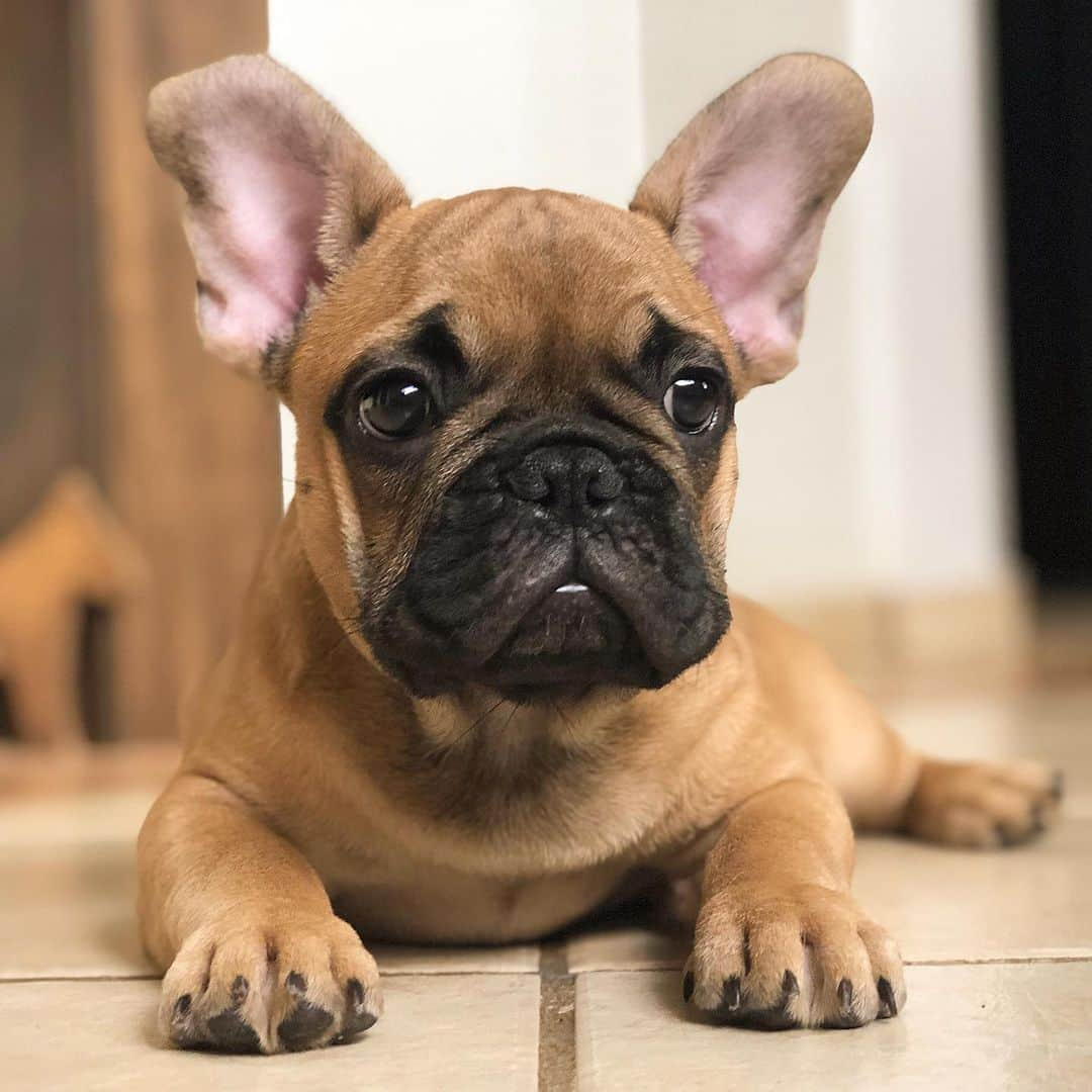 Regeneratti&Oliveira Kennelさんのインスタグラム写真 - (Regeneratti&Oliveira KennelInstagram)「This baby is definitely an eye catcher!! Vinnie is available and looking for a forever home. For more info on Vin please DM. . . . . . . #frenchie #frenchieoftheday #französischebulldogge #franskbulldog #frenchbull #fransebulldog #frenchbulldog #frenchiepuppy #dog #dogsofinstagram #petstagram #bully #bulldog #bulldogfrances #フレンチブルドッグ #フレンチブルドッグ #フレブル #ワンコ  #frenchiesgram #frenchbulldogsofinstagram #ilovemyfrenchie #batpig #buhi #squishyfacecrewbulldog」5月15日 3時48分 - jmarcoz