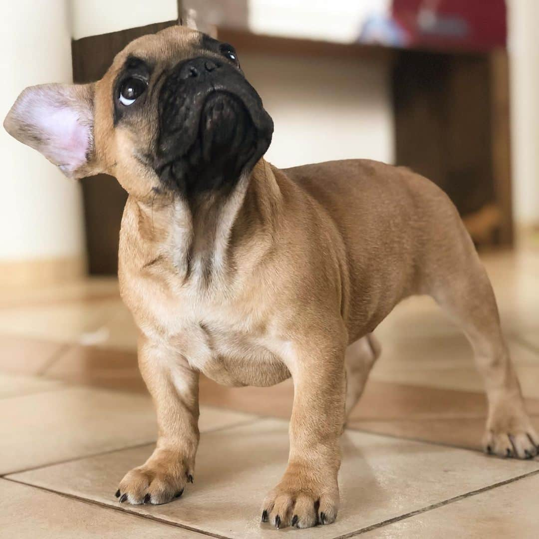 Regeneratti&Oliveira Kennelさんのインスタグラム写真 - (Regeneratti&Oliveira KennelInstagram)「This baby is definitely an eye catcher!! Vinnie is available and looking for a forever home. For more info on Vin please DM. . . . . . . #frenchie #frenchieoftheday #französischebulldogge #franskbulldog #frenchbull #fransebulldog #frenchbulldog #frenchiepuppy #dog #dogsofinstagram #petstagram #bully #bulldog #bulldogfrances #フレンチブルドッグ #フレンチブルドッグ #フレブル #ワンコ  #frenchiesgram #frenchbulldogsofinstagram #ilovemyfrenchie #batpig #buhi #squishyfacecrewbulldog」5月15日 3時48分 - jmarcoz