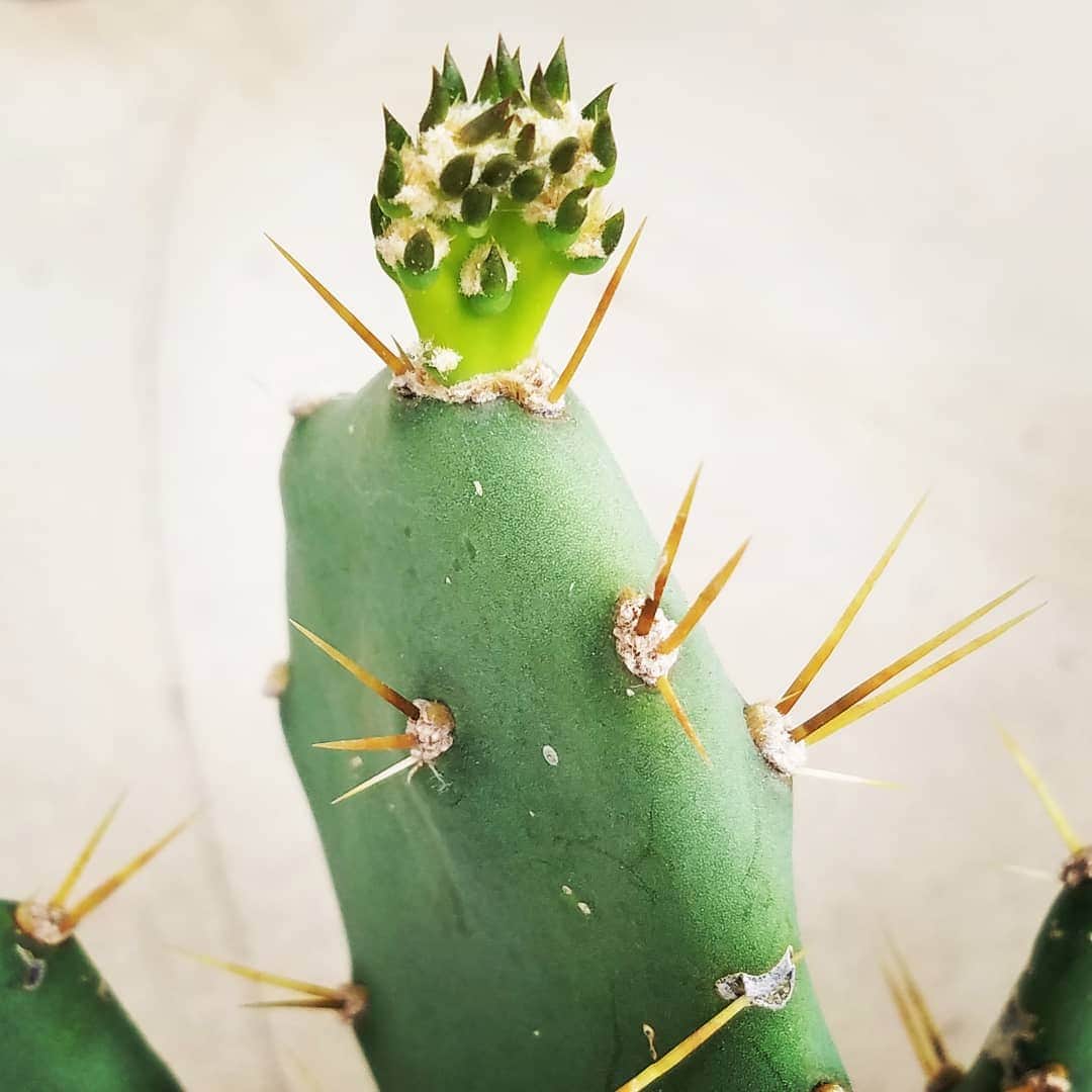 のインスタグラム：「NEW CACTUS BABY HAPPENING 🌵🌵🌵🌵🌵🌵🌵🌵🌵 #GASOLINEGARDEN #ILOVEGARDENS #GARDENSRULE #GARDENCHURCH #GARDENPARTY #GARDENMAGIC #AVANTGARDEN #GARDENS #GARDENGANGSTER #garden #gardenlife #GARDENER #gardentime #GARDENING #CACTUSFLOWER #VEGETABLEGARDEN #VEGETABLES #FLOWERS #FLOWERPOWER #plants #CACTUS #SUCCULENTS #SUCCULENTSRULE #CACTI #AYEARINFLOWERS  #shadowhills  #THANKYOU 😬😬😬 @gasolineglamour  #GASOLINEGLAMOUR」