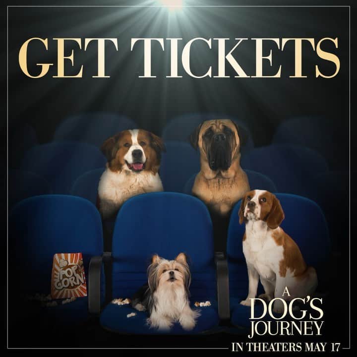 DogsOf Instagramのインスタグラム：「We CANNOT wait for Friday!!! #ad Get tickets to see #ADogsJourney! Celebrate your pup and see it in theaters this Friday! https://www.adogsjourneymovie.com/tickets/」