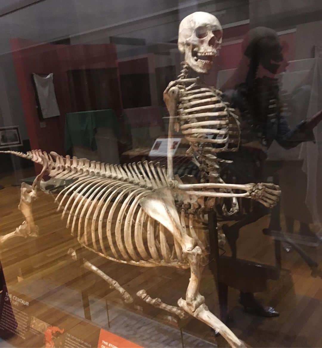ジョン・キャメロン・ミッチェルさんのインスタグラム写真 - (ジョン・キャメロン・ミッチェルInstagram)「Amazingly well-preserved skeleton of a centaur at @barnummuseum in Bridgeport CT. Thank you #kathymaher for the tour!」5月15日 4時04分 - johncameronmitchell