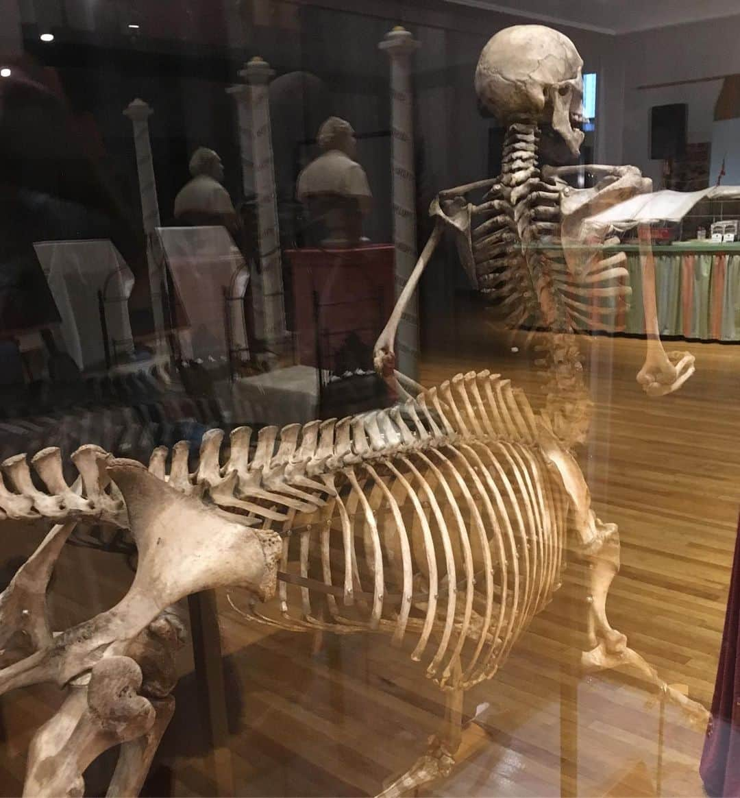 ジョン・キャメロン・ミッチェルさんのインスタグラム写真 - (ジョン・キャメロン・ミッチェルInstagram)「Amazingly well-preserved skeleton of a centaur at @barnummuseum in Bridgeport CT. Thank you #kathymaher for the tour!」5月15日 4時04分 - johncameronmitchell