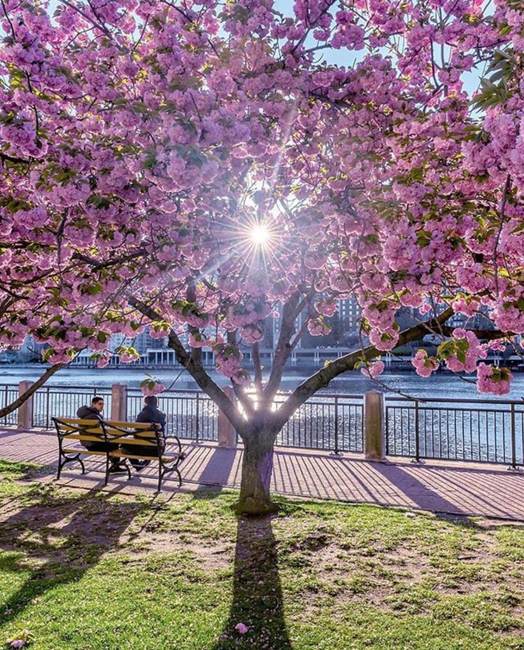 のインスタグラム：「Spring in bloom on Roosevelt Island captured by @papakila via @nycityworld  #bondno9 #bondno9ny #newyork #newyorkcity #nyc #spring #rooseveltisland #fragrance #perfume #love」