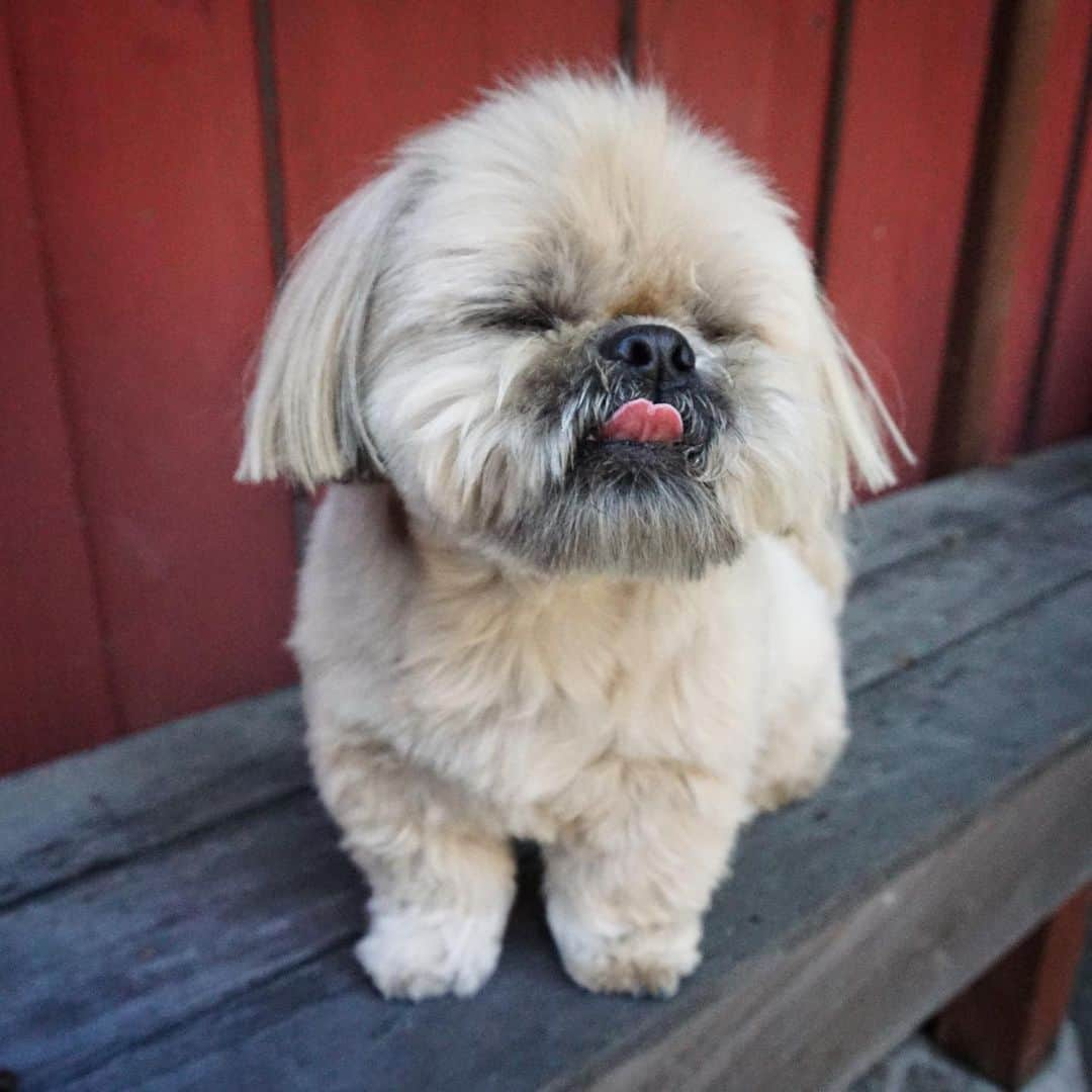 Dougie the Shih Tzuさんのインスタグラム写真 - (Dougie the Shih TzuInstagram)「#tongueouttuesday #shihtzu」5月15日 4時25分 - dailydougie