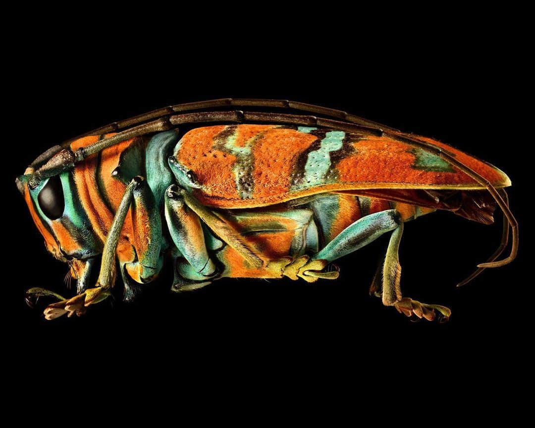 TED Talksのインスタグラム：「This bug was ready for its close up, that’s for sure. Photographer Levon Biss takes magnified portraits of insects, and the results are shockingly beautiful. To create just one photo, he raises the camera magnification high enough to shoot 10 microns of the bug at a time — that’s about one-seventh the width of human hair! This totals to around 8,000-10,000 separate shots that he combines together for the finished result. The entire process takes three and a half weeks. “I think there is a danger, as we get older, that our curiosity becomes slightly muted or dulled by familiarity,” Levon says. “As a visual creator, one of the challenges for me is to present the familiar in a new and engaging way.” To learn more about his work, watch his #TEDTalk at go.ted.com/beautifulbugs and follow @levonbiss」