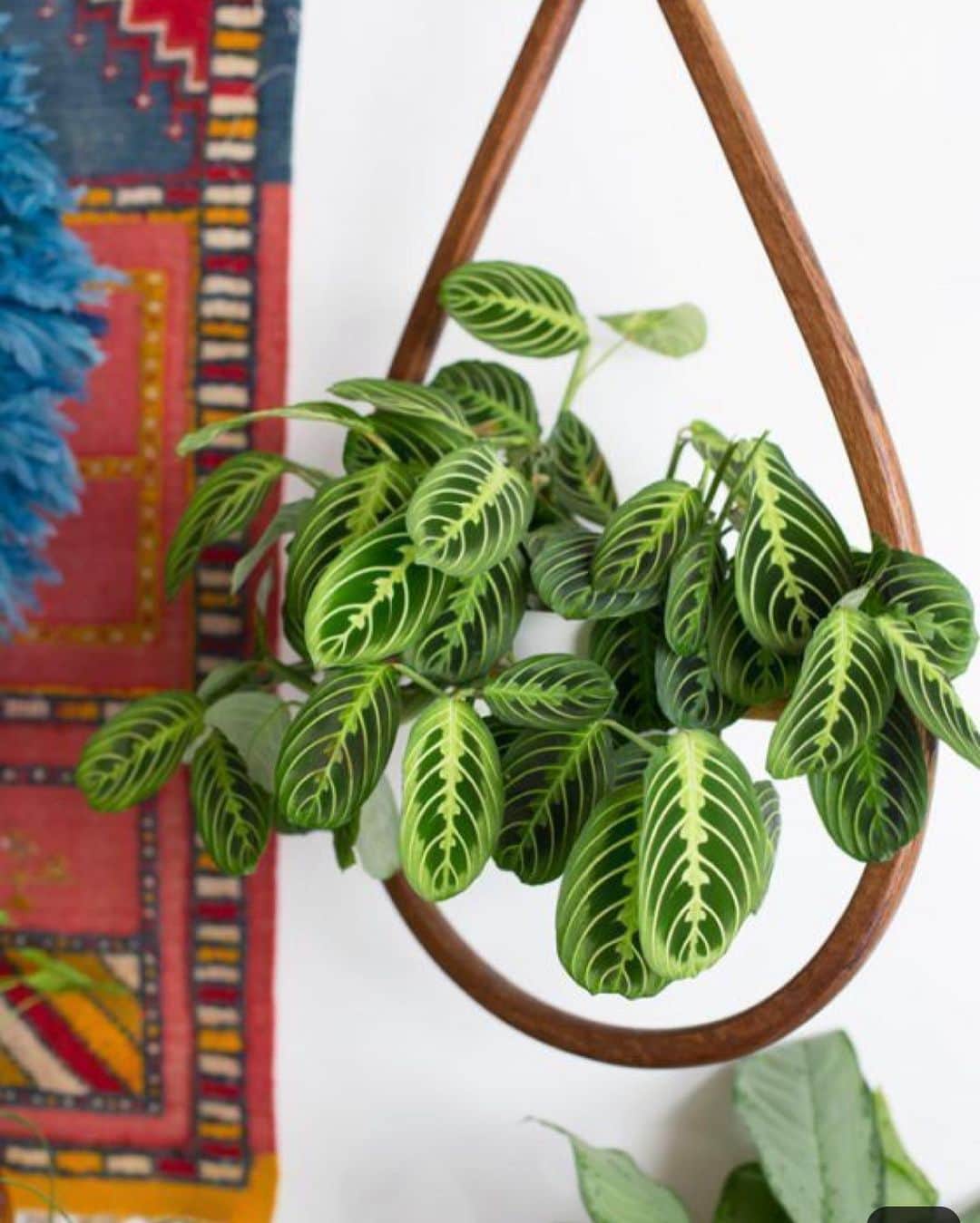 The Louunのインスタグラム：「#prayerplant #calathea #hangingplants We ship this beauty for you 🌿」