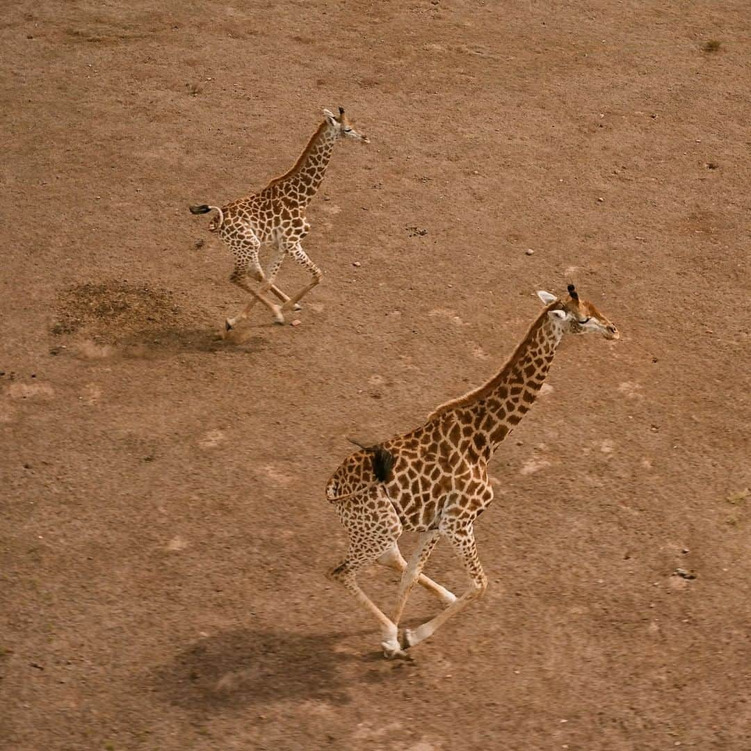 ナショナルジオグラフィックさんのインスタグラム写真 - (ナショナルジオグラフィックInstagram)「Photo by David Chancellor @chancellordavid | South African giraffe (G. g. giraffa) move quickly across a drought- stricken landscape on the Eastern Cape of South Africa.  Populations of this iconic species have dropped 40 percent in the last three decades, with fewer than 70,000 mature individuals left throughout their native forests, shrublands, and savannas. It's imperiled by habitat loss, disease, civil unrest, overhunting, and an increasing demand for the international trade in skins, trophies, and bone carvings, with the American market being a significant contributor to the latter. The U.S., on average, imports more than one giraffe trophy a day, and thousands of giraffe parts are sold domestically each year. Follow me @chancellordavid @thephotosociety @everydayextinction」5月15日 6時35分 - natgeo