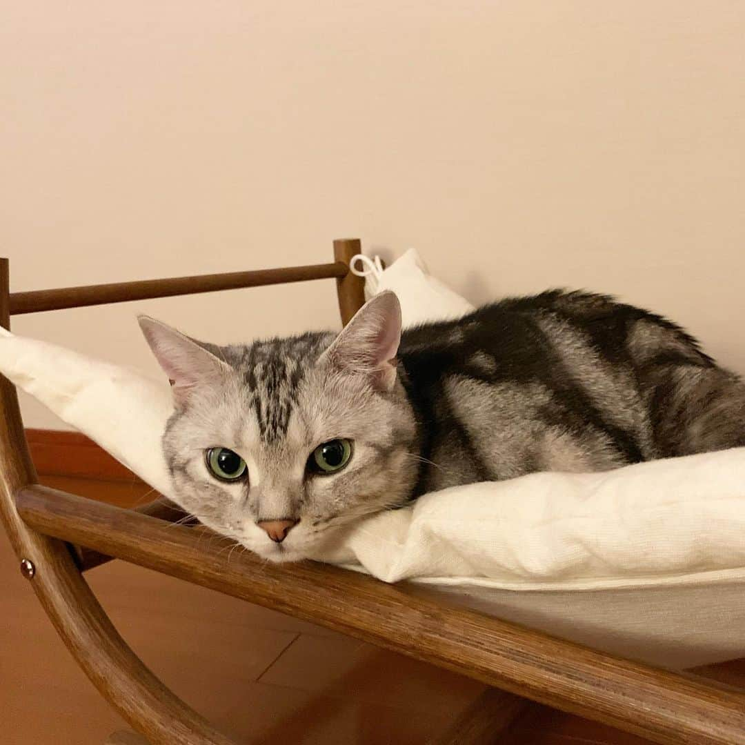 Alain アランさんのインスタグラム写真 - (Alain アランInstagram)「Good morning! Bonjour! This is my bed. My mom cannot sleep here. * おはようございますにゃん！ これ、僕のベッド。ママはここで寝られないんだ。 暖かくなってきたからか、ママのベッドでは寝なくなってきました。さびしいけど、ママもこれでゆっくり寝られます😅 * #catstagram #cat_features  #topcatphoto #cutepetclub #catsofinstagram #ig_catclub #cats_of_world #meowsandwoofs #meowvswoof#nc_cuties #excellent_cats #catstocker  #bestmeow #magnificenteowdels#bestcats_oftheworld#INSTACAT_MEOWS #peco #スタペグラム#ペピ友#animalsco#mofmo#igersjp#みんねこ#ふわもこ部#アメショー#ビューティープロコンテスト @beautypro_contest #lovelycatonline#映画ペット2キャンペーン#映画ペット2」5月15日 6時36分 - alain_cat