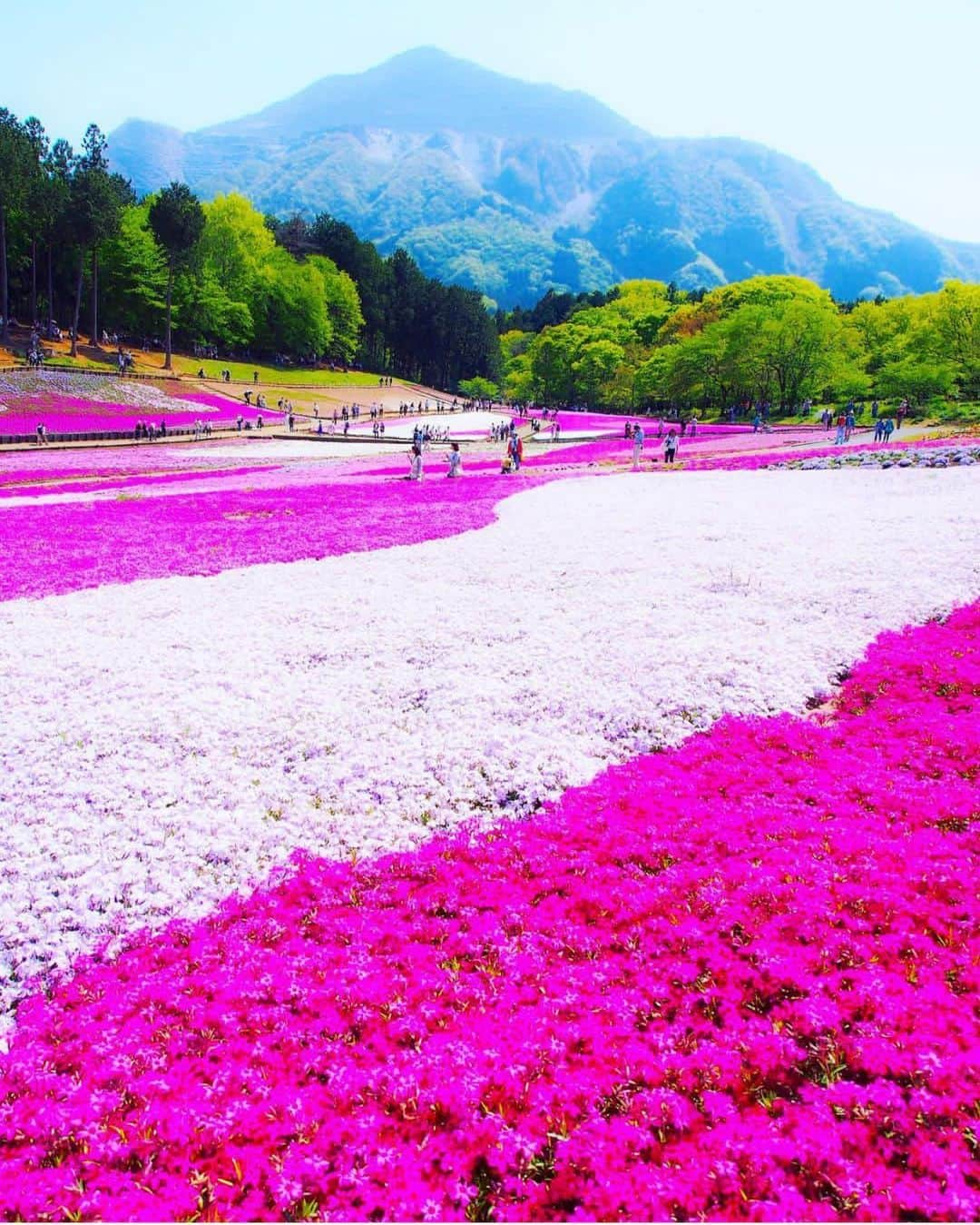 Wonderful Placesさんのインスタグラム写真 - (Wonderful PlacesInstagram)「Cherry Blossoms season in Japan. Which shot is your favorite? ✨🌸🌸🌸✨ . Pictures by ✨✨@t.hagi_1013✨✨ #wonderful_places for a feature 💖」5月15日 6時33分 - wonderful_places