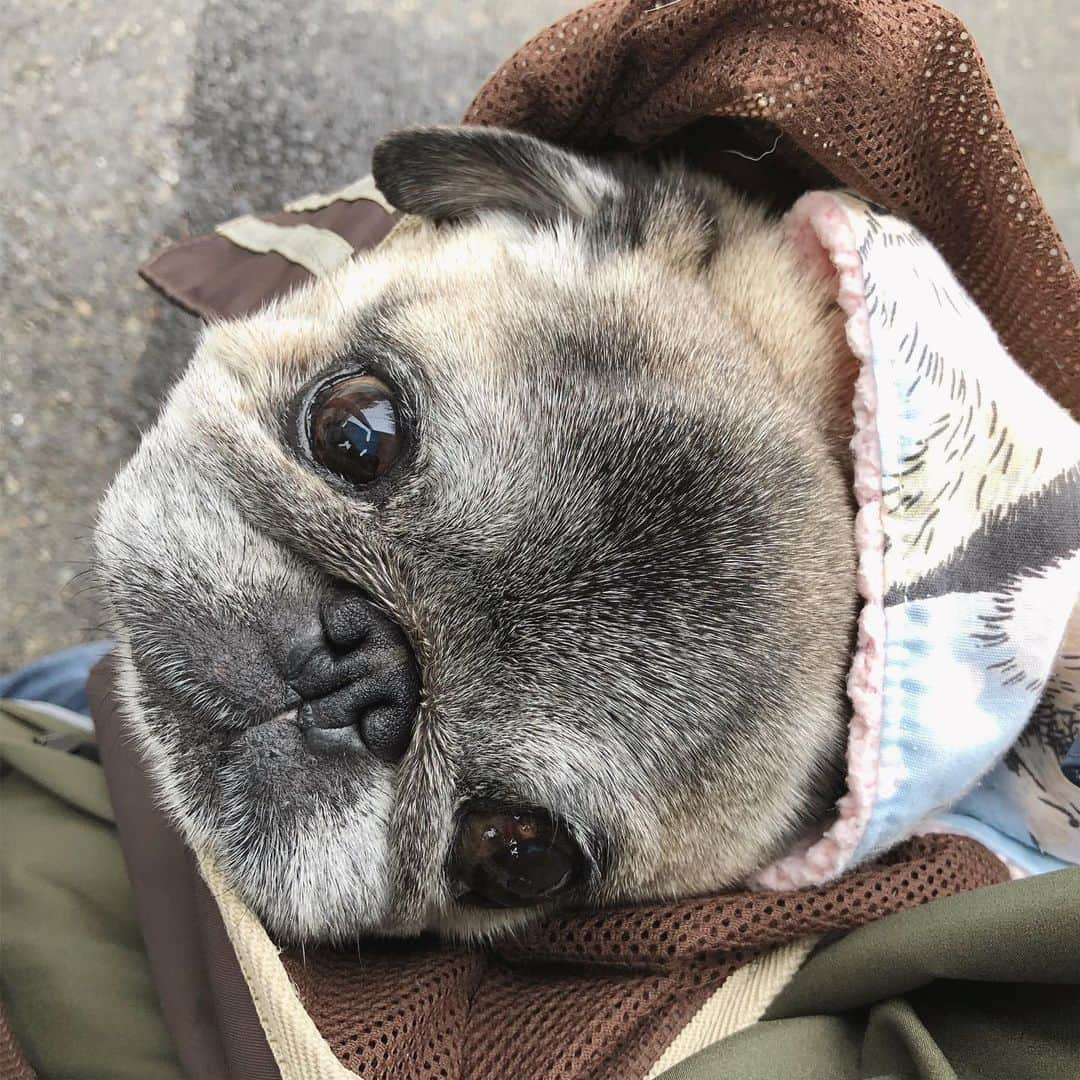 八兵衛さんのインスタグラム写真 - (八兵衛Instagram)「GM🦘✨ (Hachibei in a sling bag) * * はちべえを スリングで運んでるなう に使っていいよ🦘🦘🦘 * * #重たい #結構重たい #ほぼ黒パグ #おじいちゃん犬 #パグ #pug #puggy #puglife #puglove #petstagram #pugstagram #pugsofinstagram #pugs #dog #ふわもこ部  @igersjp #IGersJP #east_dog_japan #pecoイヌ部 #八兵衛 #はちべえ #朝ワンコ夕ニャンコ」5月15日 6時56分 - huxxi